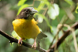 Dark-backed Weaver