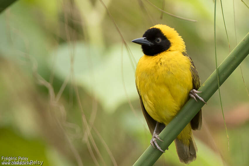 Slender-billed Weaver male adult breeding, close-up portrait