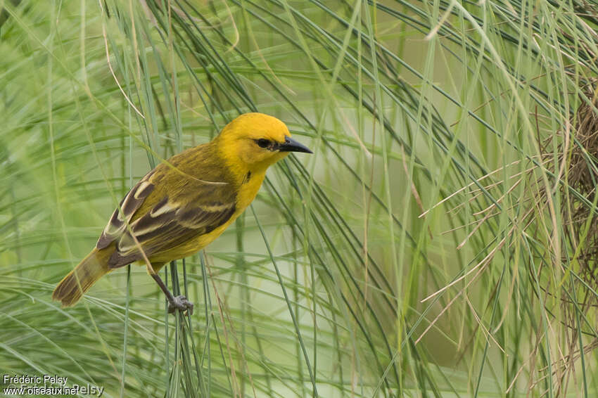 Slender-billed Weaver female adult, pigmentation