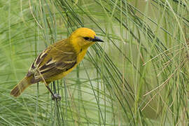 Slender-billed Weaver