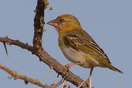 Rüppell's Weaver