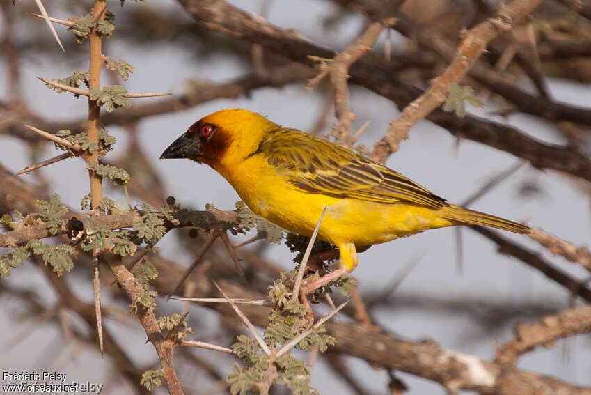 Rüppell's Weaver male adult breeding, identification