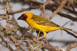 Rüppell's Weaver