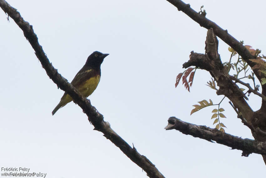 Weyns's Weaver male adult breeding, identification