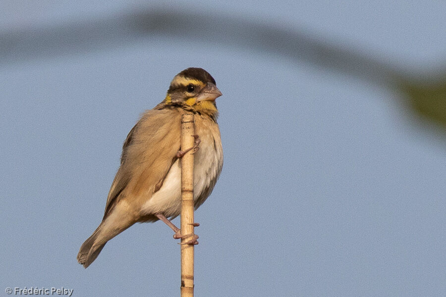 Black-breasted Weaver