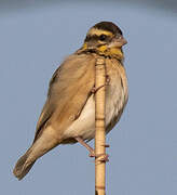 Black-breasted Weaver