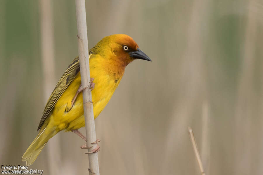 Cape Weaver male adult breeding, identification