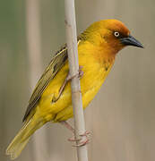 Cape Weaver