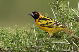 Village Weaver