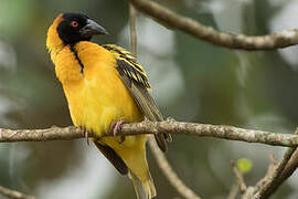 Village Weaver