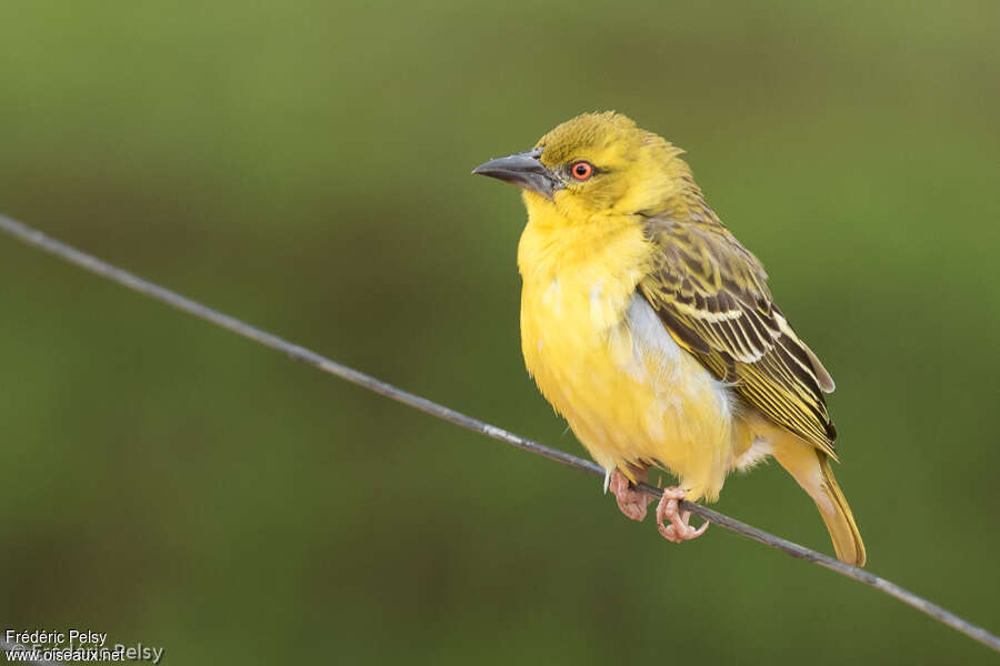 Village Weaver female adult breeding, identification