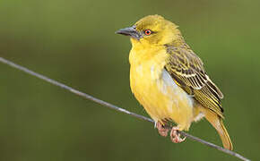 Village Weaver