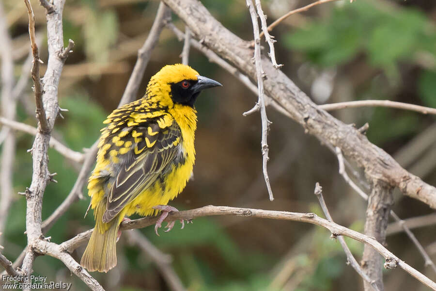 Village Weaver male adult breeding, pigmentation