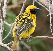 Village Weaver