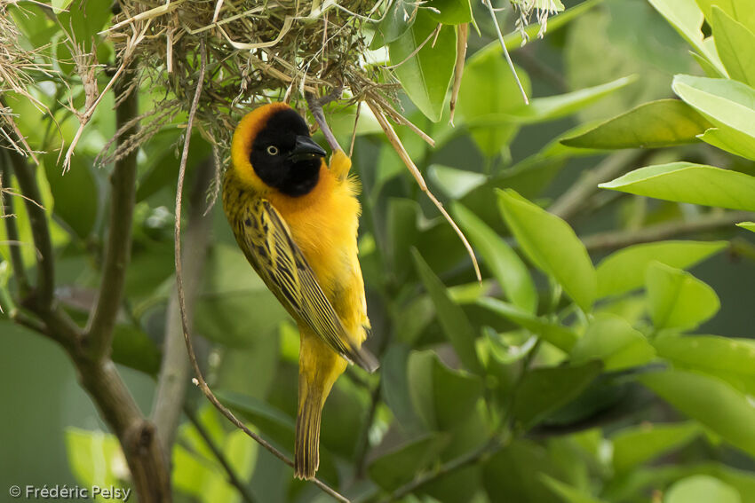 Lesser Masked Weaveradult