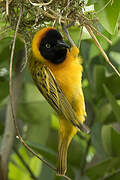 Lesser Masked Weaver