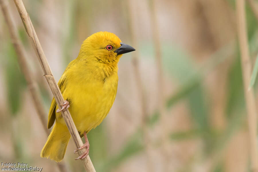 Eastern Golden Weaver male adult breeding, identification