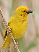 Eastern Golden Weaver