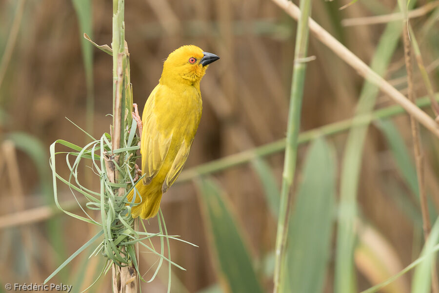 Tisserin jaune mâle adulte, Nidification