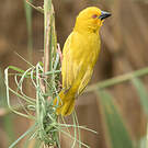 Tisserin jaune