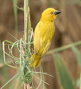 Eastern Golden Weaver