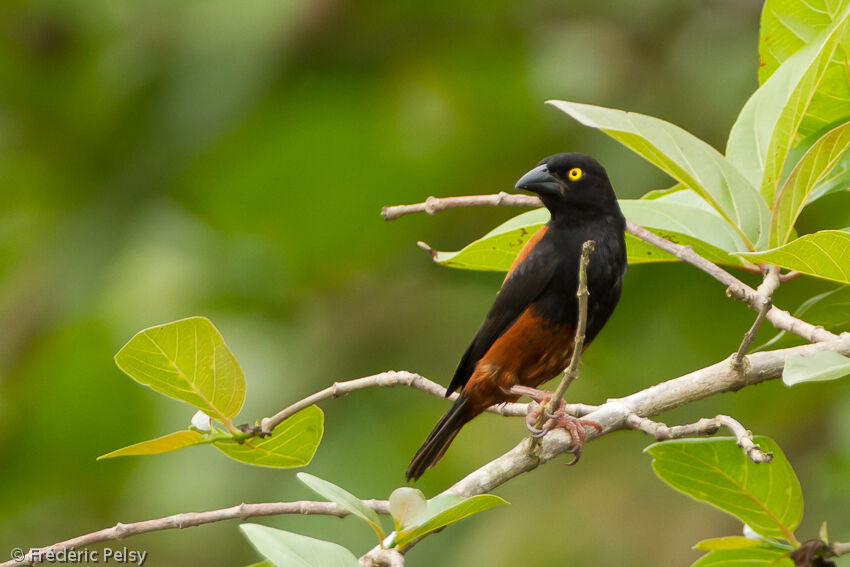 Chestnut-and-black Weaver male adult