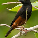 Tisserin noir et marron
