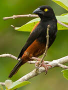 Chestnut-and-black Weaver