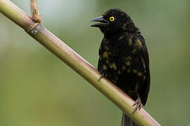 Vieillot's Black Weaver