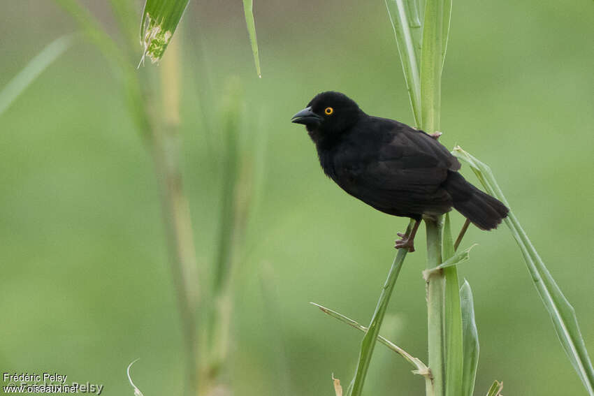 Vieillot's Black Weaveradult, habitat, pigmentation