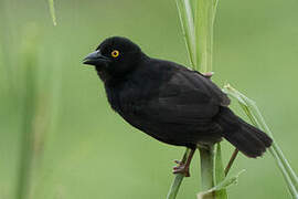 Vieillot's Black Weaver