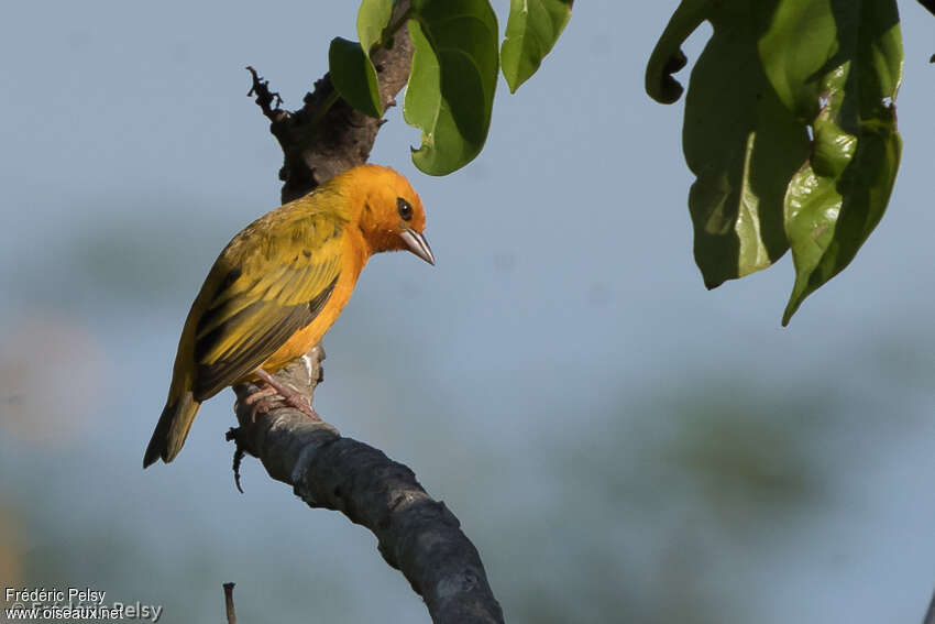 Orange Weaver male adult, pigmentation