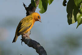 Orange Weaver