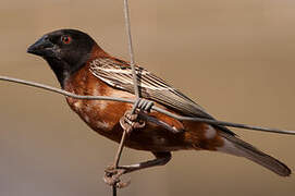 Chestnut Weaver