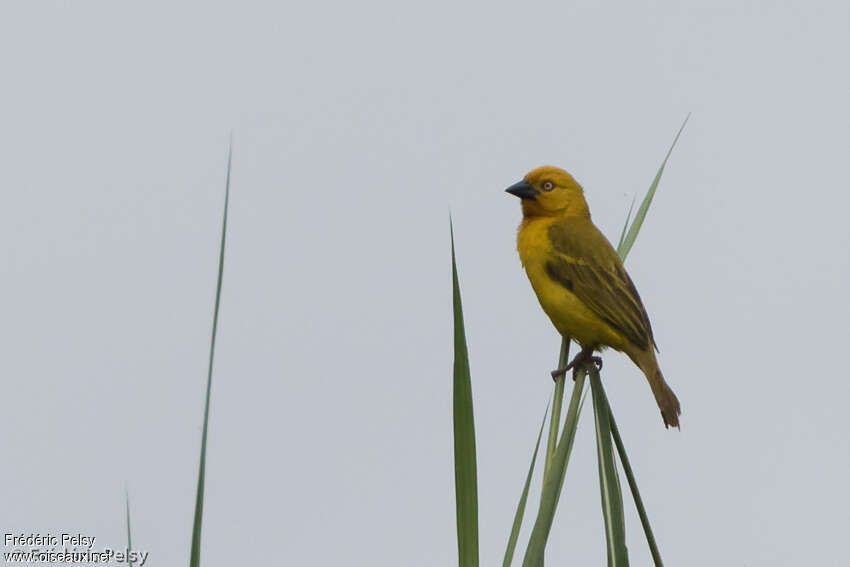 Holub's Golden Weaver male adult breeding, habitat, pigmentation