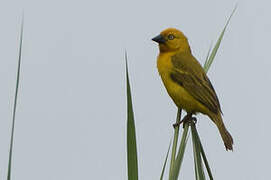 Holub's Golden Weaver