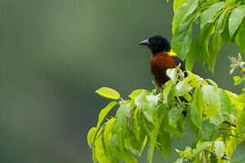 Yellow-mantled Weaver