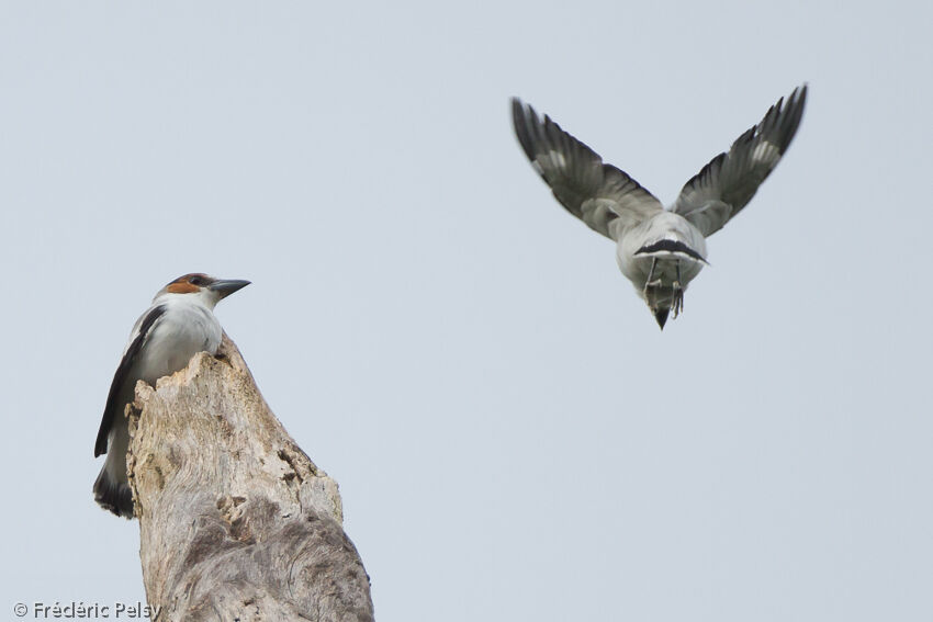 Black-crowned Tityra 