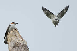 Black-crowned Tityra