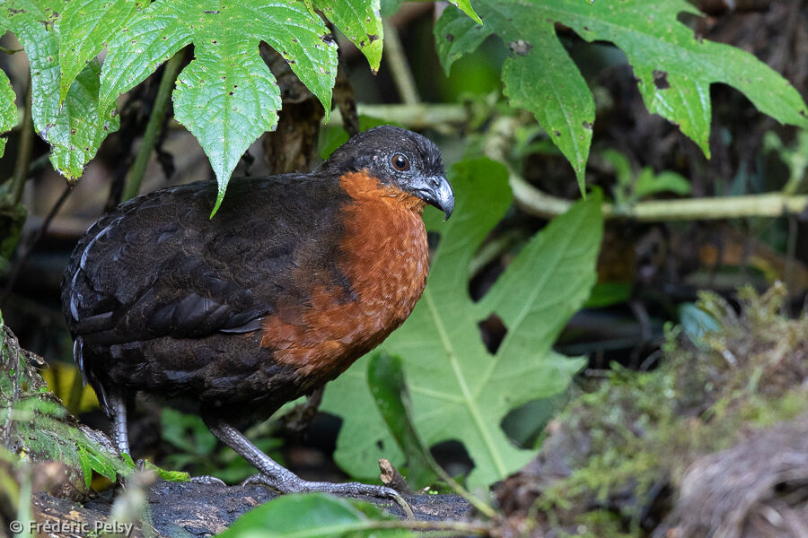 Dark-backed Wood Quail