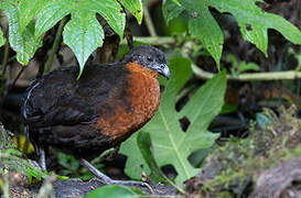 Dark-backed Wood Quail