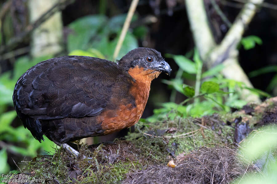 Tocro à dos noiradulte, identification