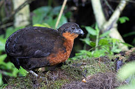 Dark-backed Wood Quail