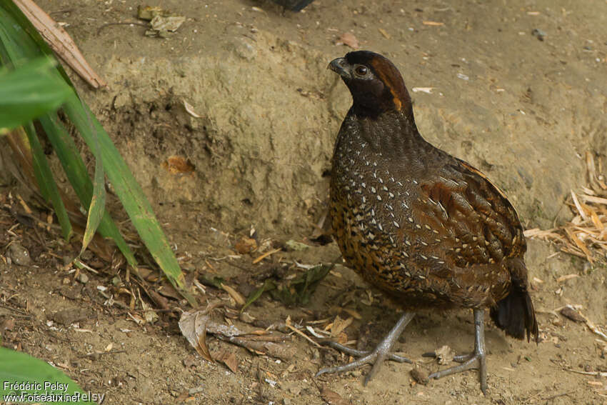 Tocro à front noiradulte, identification