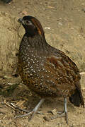 Black-fronted Wood Quail