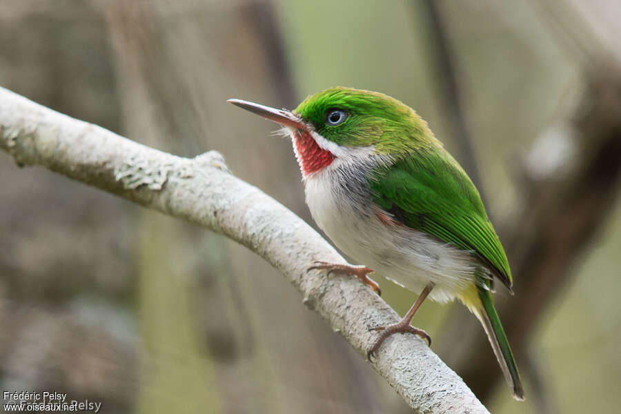 Narrow-billed Todyadult, identification