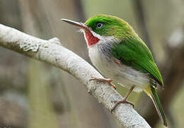 Narrow-billed Tody