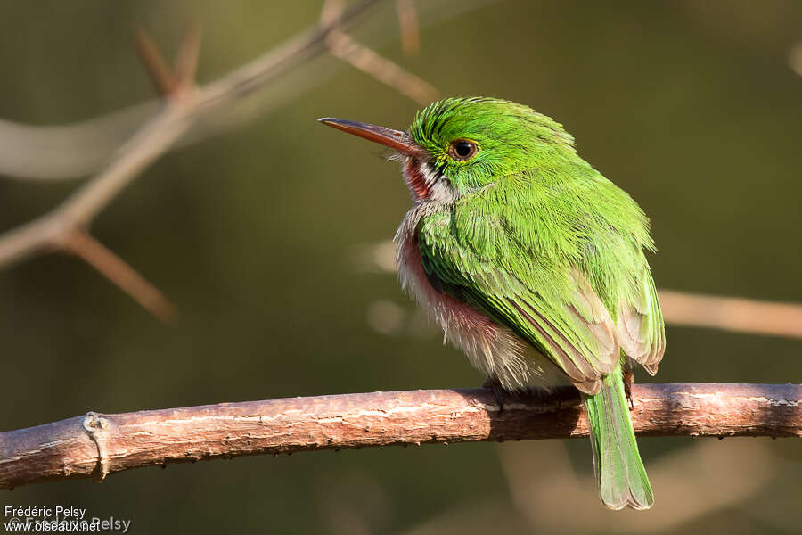 Broad-billed Todyadult