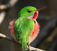 Broad-billed Tody