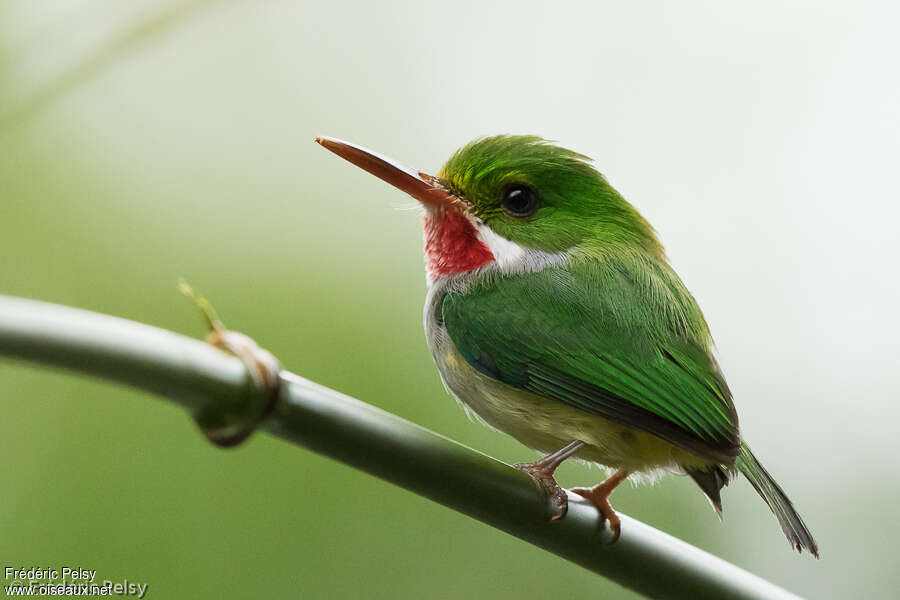 Todier de Porto Rico mâle adulte, identification